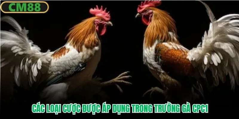 Các loại cược được áp dụng trong trường gà CPC1