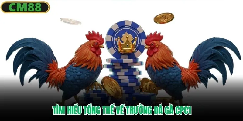 Tìm hiểu tổng thể về trường đá gà CPC1