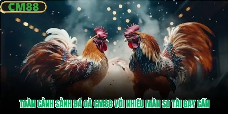Toàn cảnh sảnh đá gà CM88 với nhiều màn so tài gay cấn